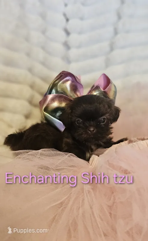 AKC CHOCOLATE girl  – Shih Tzu puppy for sale in Dexter, KY