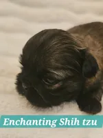 AKC BABY BOY, a male Shih Tzu for sale in Dexter, KY – 6 of 10