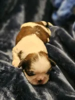 Akc, Rocky, a male Shih Tzu for sale in Dexter, KY – Photo 5 of 6