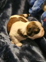 Akc, Rocky, a male Shih Tzu for sale in Dexter, KY – Photo 6 of 6