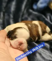 Akc, Rocky, a male Shih Tzu for sale in Dexter, KY – Photo 1 of 6