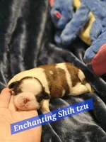 Akc, Rocky, a male Shih Tzu for sale in Dexter, KY – Photo 3 of 6