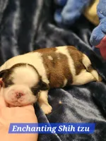 Akc, Rocky, a male Shih Tzu for sale in Dexter, KY – Photo 2 of 6