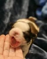 Akc, Rocky, a male Shih Tzu for sale in Dexter, KY – Photo 4 of 6