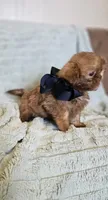 AKC  Red Liver , a male Shih Tzu for sale in Dexter, KY – 7 of 8