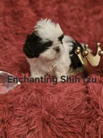 Akc Pixel , a male Shih Tzu for sale in Dexter, KY – 2 of 3