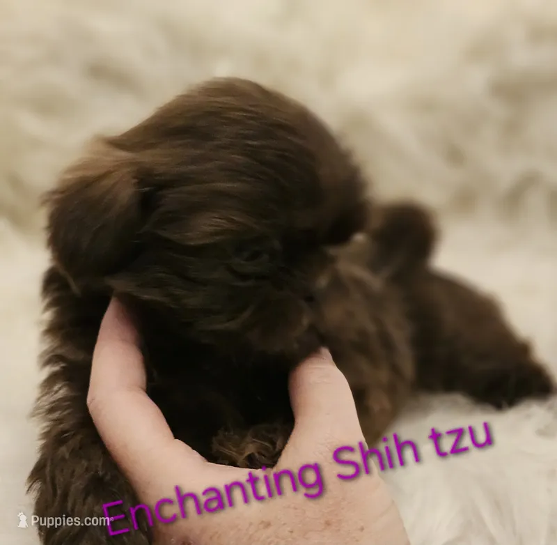 Akc Latte  – Shih Tzu puppy for sale in Dexter, KY