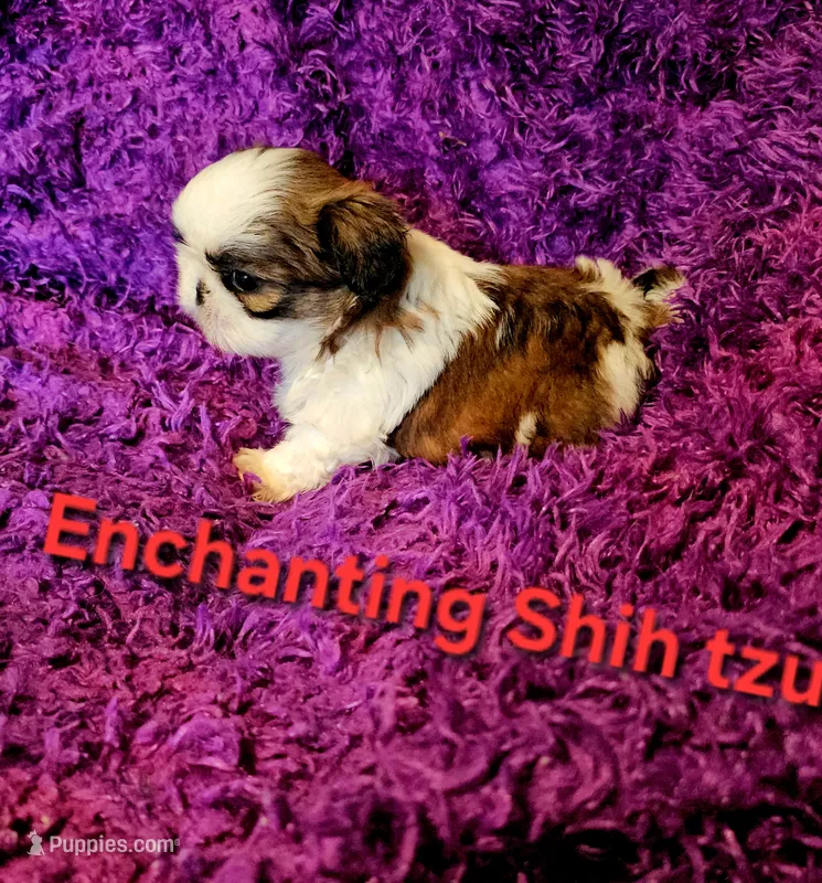 Akc, Rocky – Shih Tzu puppy on hold in Dexter, KY