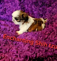 Akc, Rocky, a male Shih Tzu for sale in Dexter, KY – 1 of 4