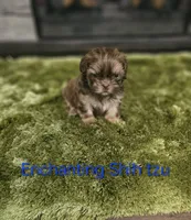 AKC liver Dobie, a male Shih Tzu for sale in Dexter, KY – 9 of 10