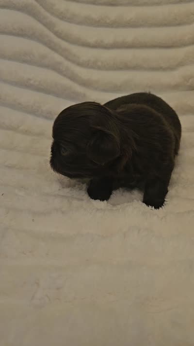 Akc chocolate girl , a female Shih Tzu for sale in Dexter, KY – 3 of 3