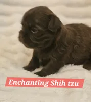 Akc chocolate , a male Shih Tzu for sale in Dexter, KY – 4 of 10
