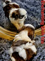 Akc, Rocky, a male Shih Tzu for sale in Dexter, KY – 3 of 4