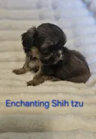 AKC liver Dobie, a male Shih Tzu for sale in Dexter, KY – 8 of 10