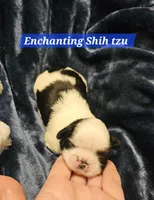 Akc Buddy , a male Shih Tzu for sale in Dexter, KY – Photo 7 of 8