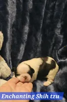 Akc Buddy , a male Shih Tzu for sale in Dexter, KY – Photo 2 of 8