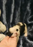 Akc Buddy , a male Shih Tzu for sale in Dexter, KY – Photo 6 of 8