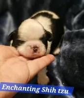 Akc Buddy , a male Shih Tzu for sale in Dexter, KY – Photo 4 of 8
