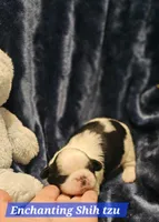 Akc Buddy , a male Shih Tzu for sale in Dexter, KY – Photo 3 of 8