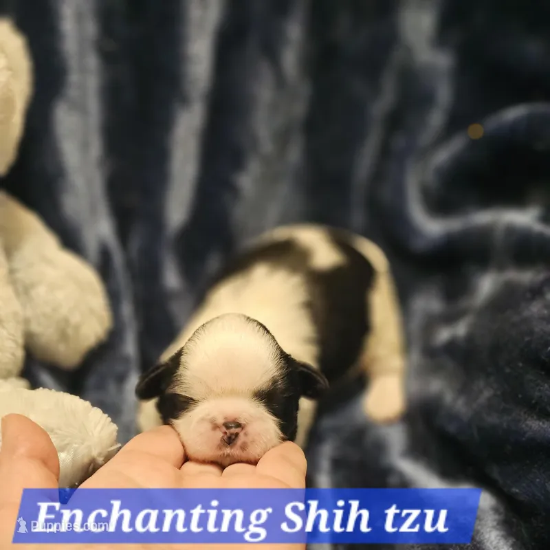 Akc Buddy  – Shih Tzu puppy for sale in Dexter, KY