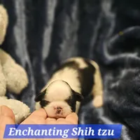 Akc Buddy , a male Shih Tzu for sale in Dexter, KY – Photo 1 of 8