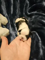 Akc Buddy , a male Shih Tzu for sale in Dexter, KY – Photo 5 of 8