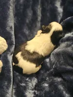 Akc Buddy , a male Shih Tzu for sale in Dexter, KY – Photo 8 of 8