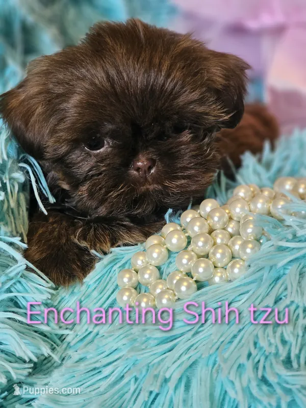 AKC CHOCOLATE girl  – Shih Tzu puppy for sale in Dexter, KY