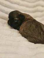 AKC BABY BOY, a male Shih Tzu for sale in Dexter, KY – 8 of 10