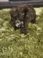 AKC CHOCOLATE LIVER , a male Shih Tzu for sale in Dexter, KY – 6 of 9
