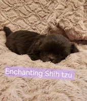 Akc Latte , a female Shih Tzu for sale in Dexter, KY – 4 of 6