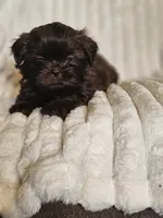 Akc chocolate Pooky , a male Shih Tzu for sale in Dexter, KY – 7 of 8
