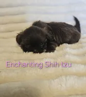 AKC CHOCOLATE girl , a female Shih Tzu for sale in Dexter, KY – 4 of 9