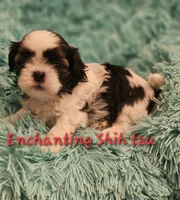 Akc Murphy , a male Shih Tzu for sale in Dexter, KY – 5 of 7