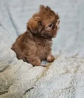 AKC  Red Liver , a male Shih Tzu for sale in Dexter, KY – 8 of 8
