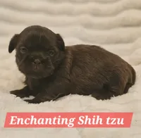 Akc chocolate , a male Shih Tzu for sale in Dexter, KY – 5 of 10