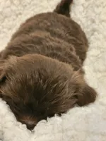 Akc Latte , a female Shih Tzu for sale in Dexter, KY – 6 of 6