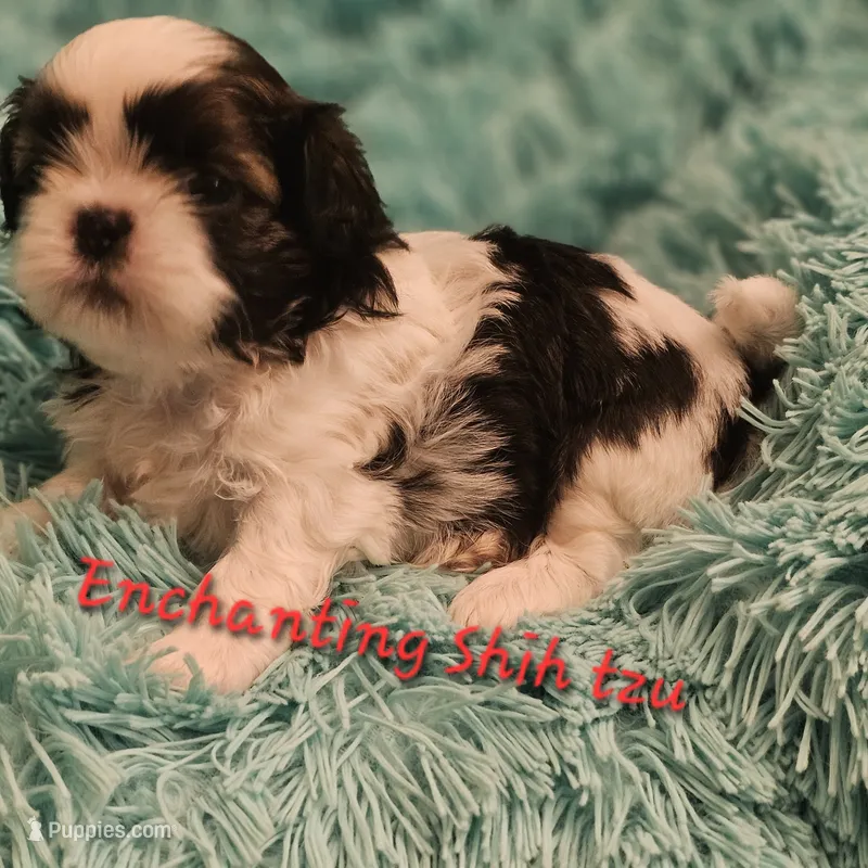 Akc Murphy  – Shih Tzu puppy for sale in Dexter, KY