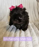 Akc chocolate girl , a female Shih Tzu for sale in Dexter, KY – 8 of 10