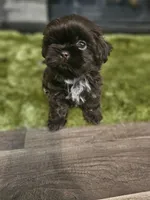 AKC CHOCOLATE LIVER , a male Shih Tzu for sale in Dexter, KY – 8 of 9