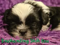 AKC Domino , a male Shih Tzu for sale in Dexter, KY – 3 of 5