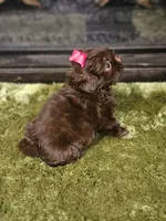 Akc chocolate girl , a female Shih Tzu for sale in Dexter, KY – 9 of 10