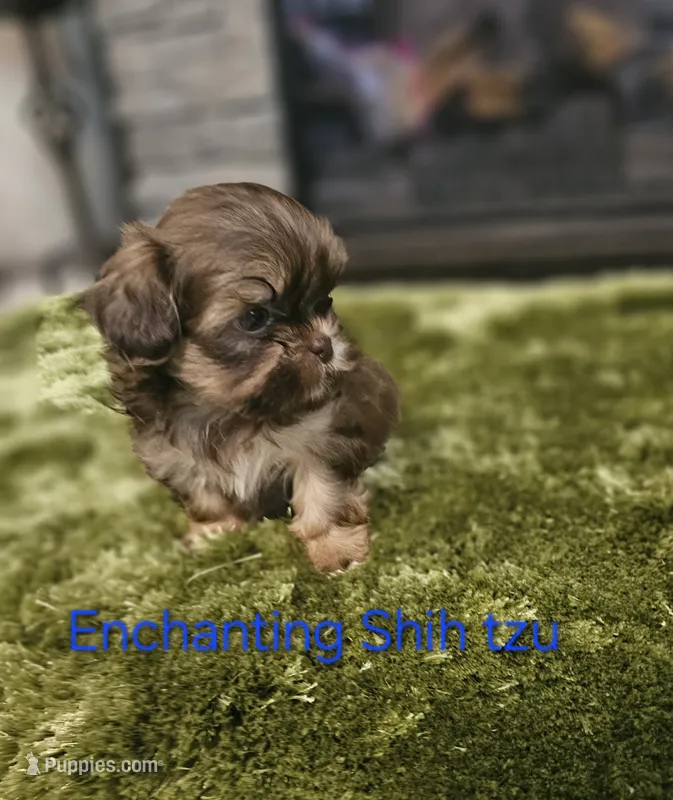 AKC liver Dobie – Shih Tzu puppy for sale in Dexter, KY