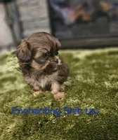 AKC liver Dobie, a male Shih Tzu for sale in Dexter, KY – 1 of 10