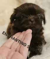 Akc chocolate Pooky , a male Shih Tzu for sale in Dexter, KY – 6 of 8