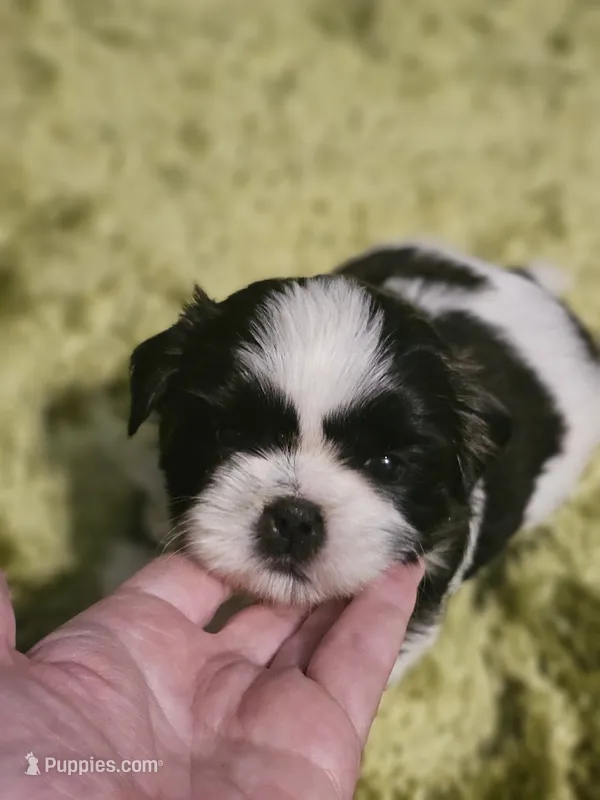 Akc Woody – Shih Tzu puppy for sale in Dexter, KY