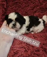 Akc Beau,  none fading black and white , a male Shih Tzu for sale in Dexter, KY – 2 of 7