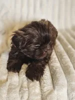 Akc chocolate Pooky , a male Shih Tzu for sale in Dexter, KY – 8 of 8