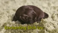Akc chocolate Pooky , a male Shih Tzu for sale in Dexter, KY – 2 of 10
