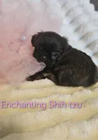 AKC CHOCOLATE girl , a female Shih Tzu for sale in Dexter, KY – 2 of 9